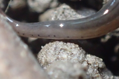 Endeavouria septemlineata