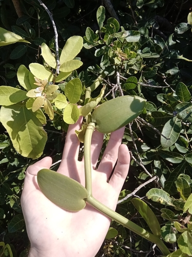 Image of Vanilla phaeantha by no rights reserved