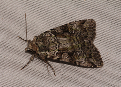 Anaplectoides pressus