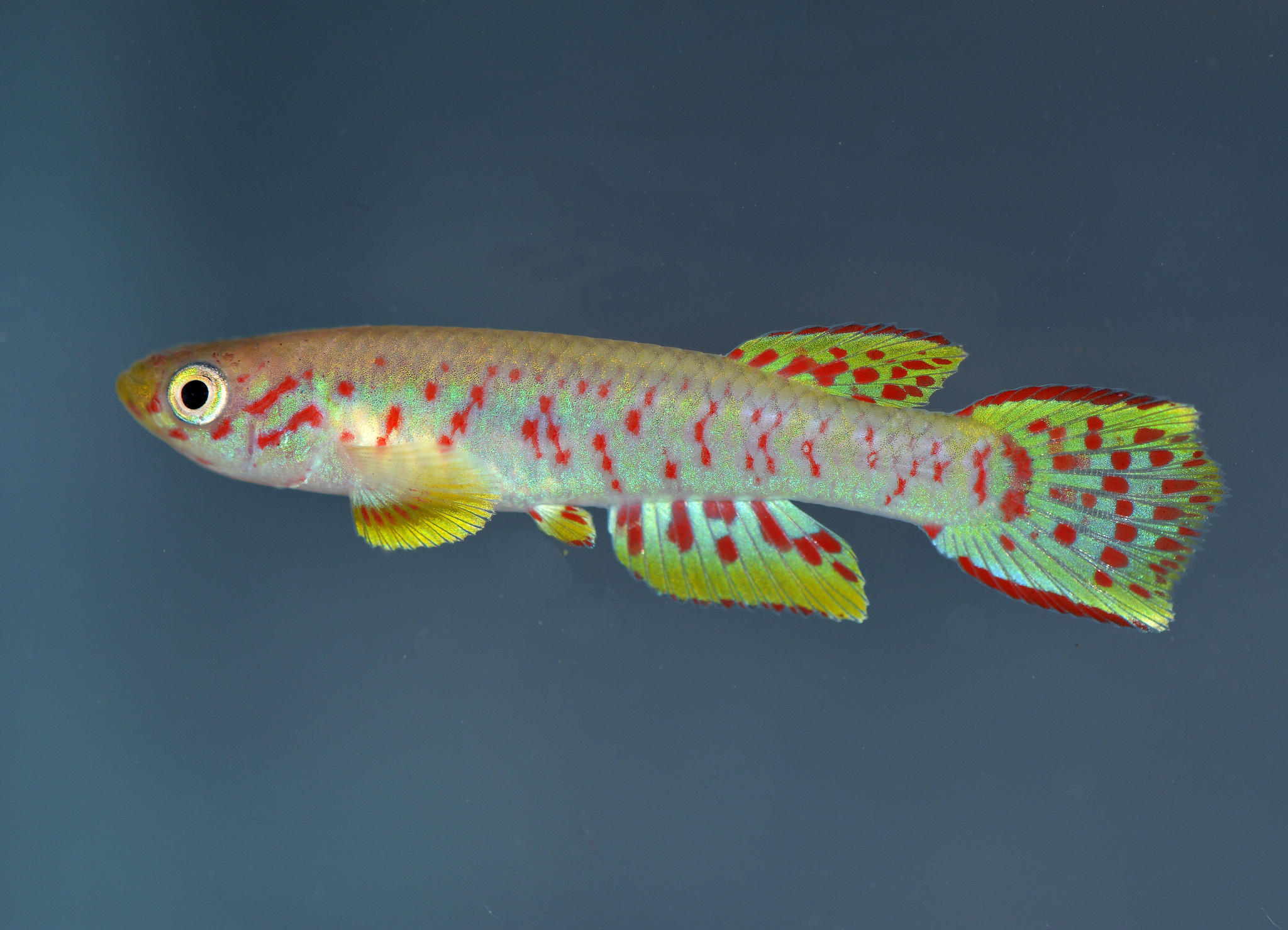 Aphyosemion plagitaenium