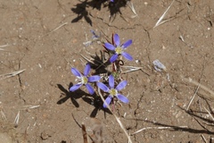 Eriastrum sapphirinum