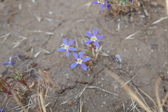 Eriastrum sapphirinum