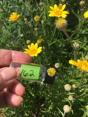 Eriophyllum lanatum integrifolium