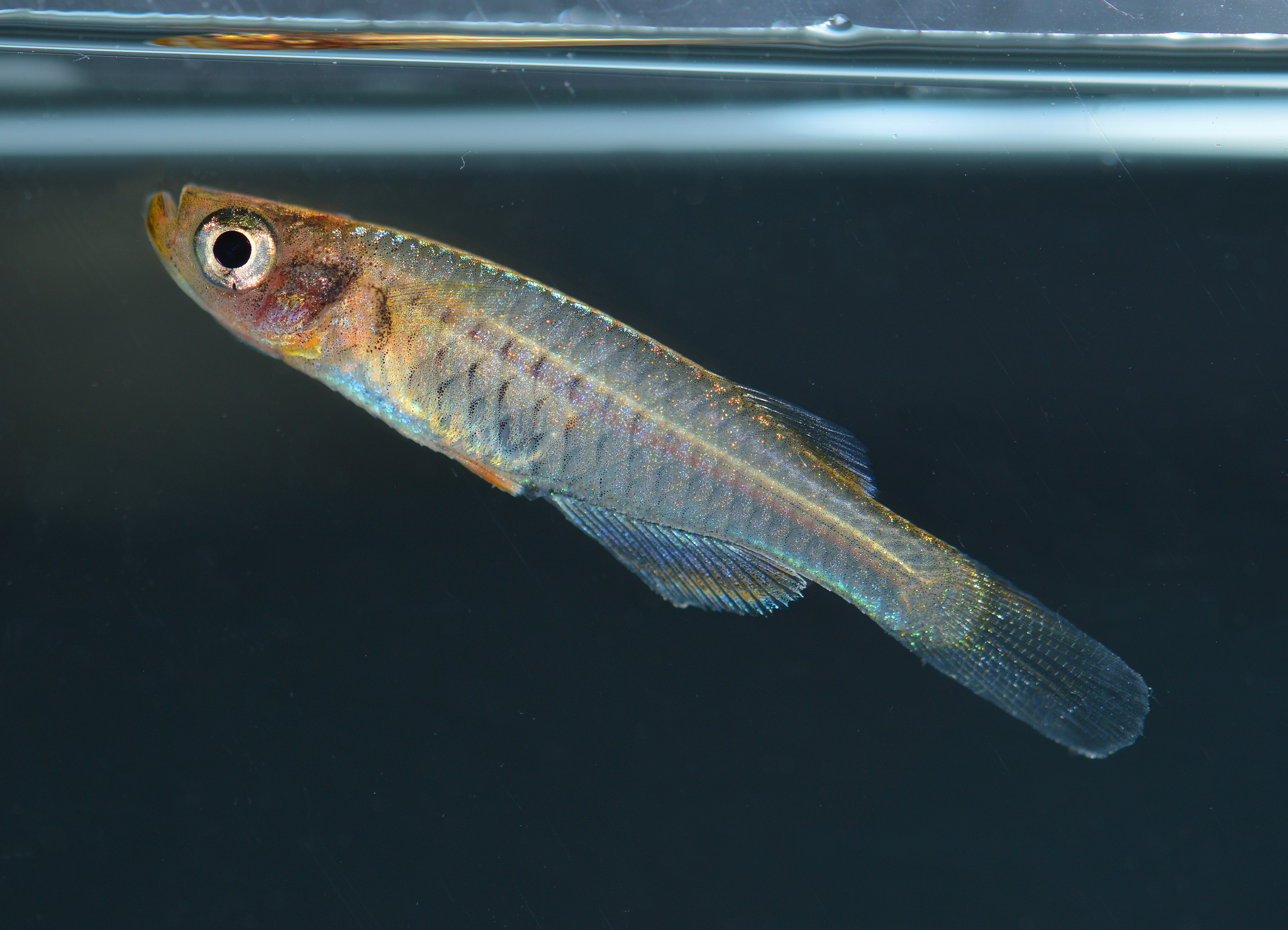 Hylopanchax paucisquamatus