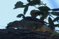 Edolisoma tenuirostre