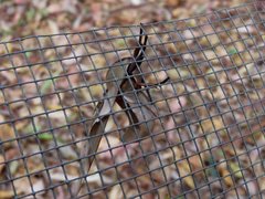 Coequosa australasiae