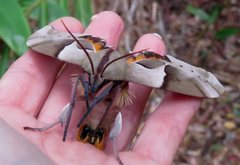 Coequosa australasiae
