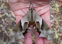 Coequosa australasiae