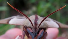 Coequosa australasiae