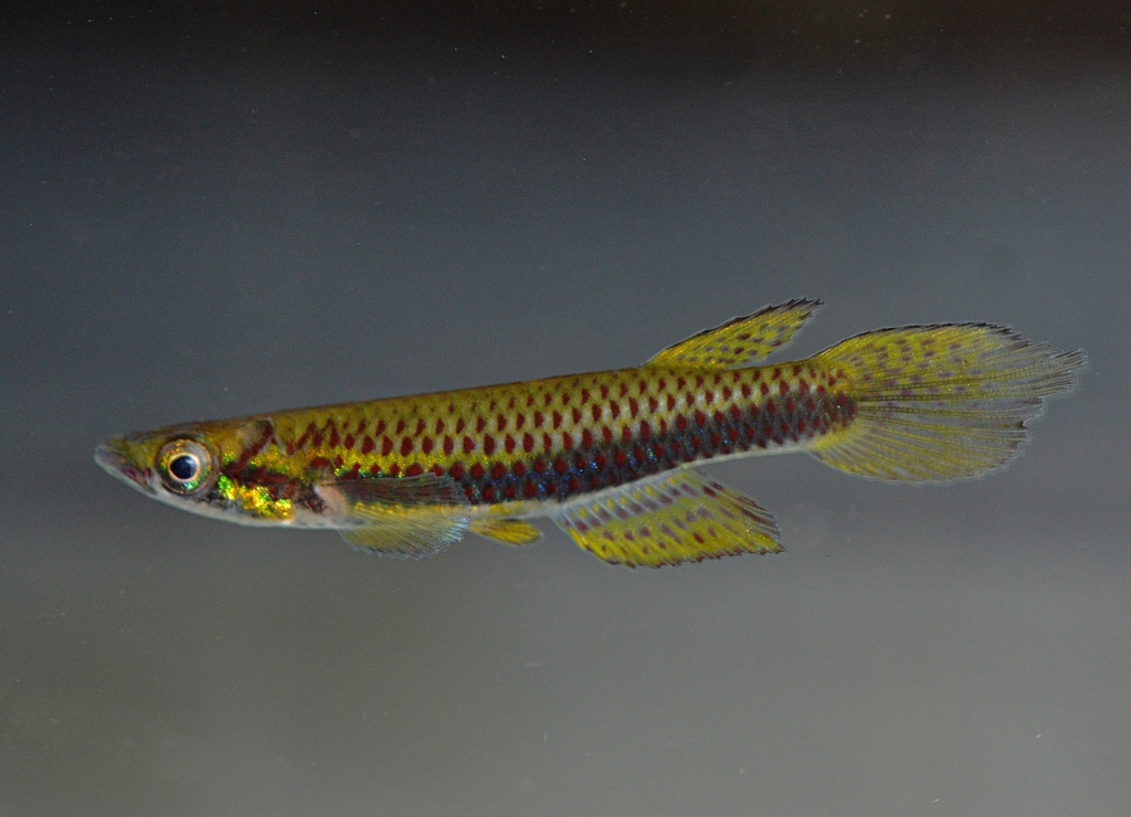 Chevalier's Epiplatys