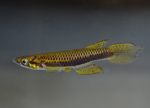 Chevaliers epiplatys (Epiplatys chevalieri) — Nothobranchiidae