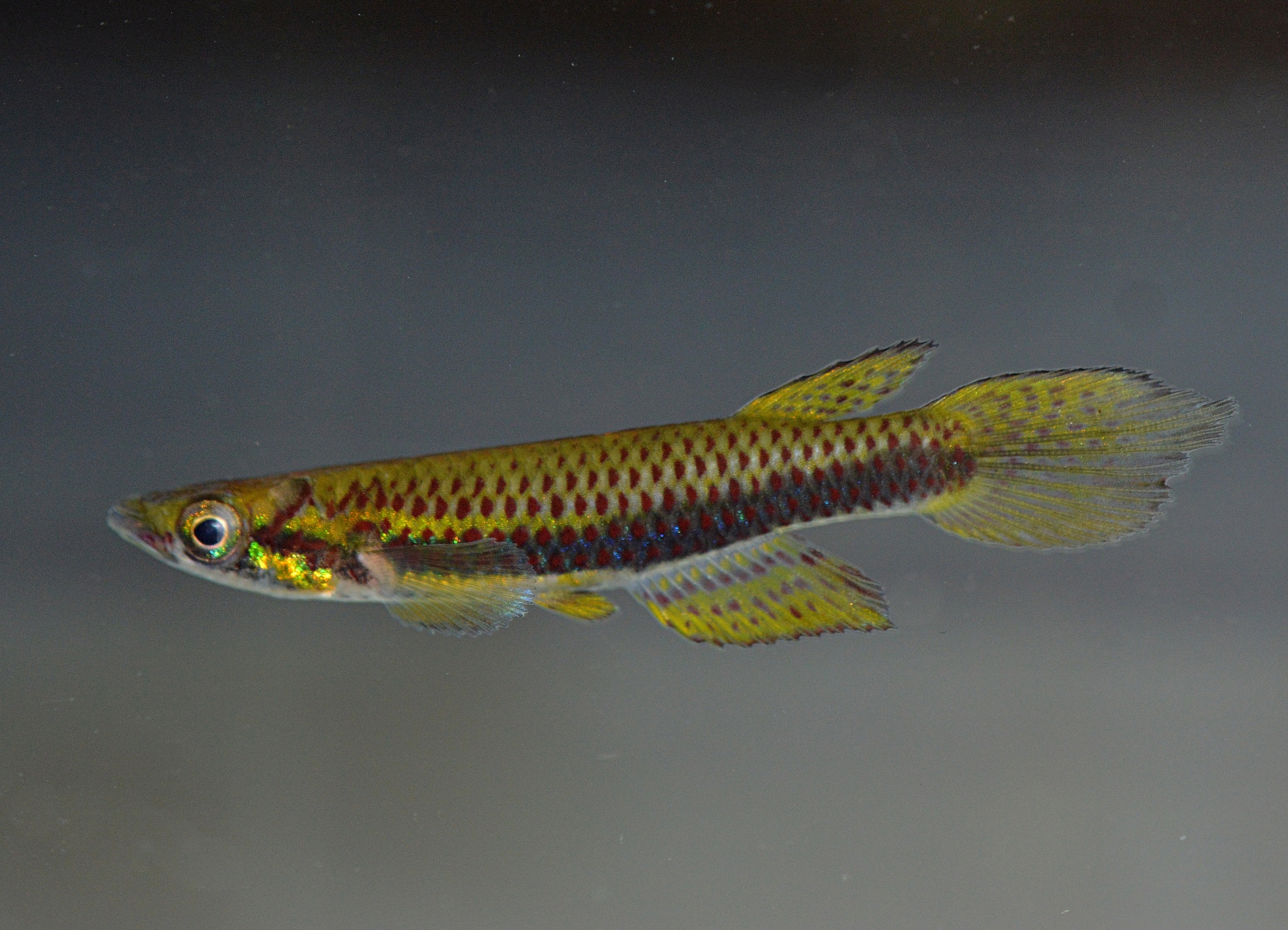 Epiplatys chevalieri