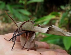 Coequosa australasiae