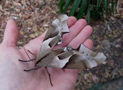 Coequosa australasiae