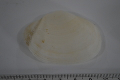 Leporimetis ephippium