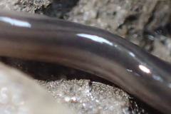 Endeavouria septemlineata