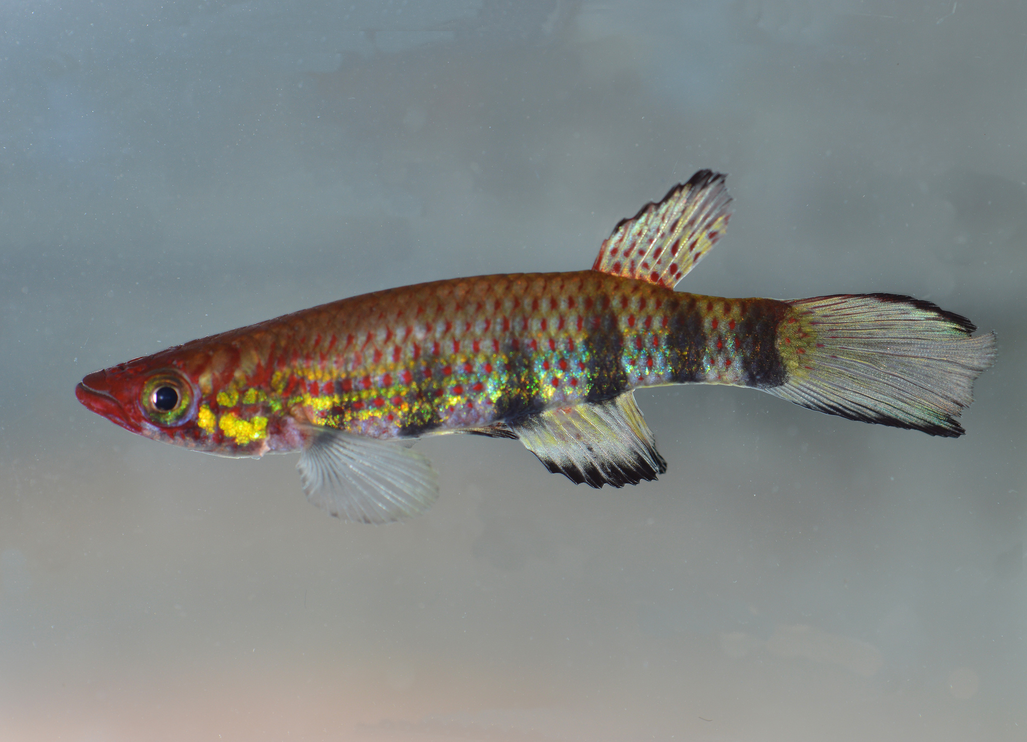 Epiplatys phoeniceps