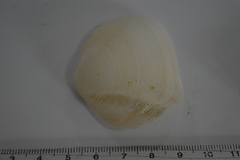 Leporimetis ephippium