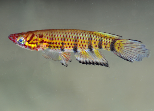 Vuurkop-panchax (Epiplatys phoeniceps) — Nothobranchiidae — 3