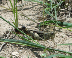 Chortophaga australior