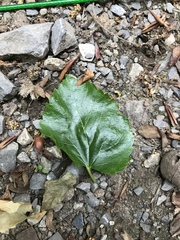 Morus nigra
