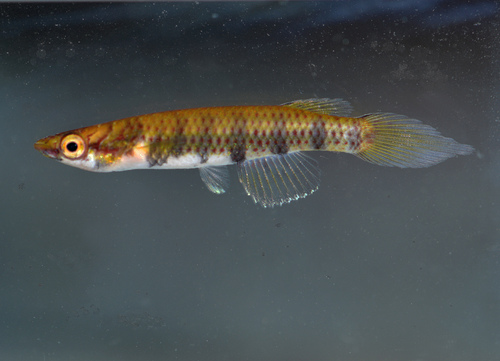 Vuurkop-panchax (Epiplatys phoeniceps) — Nothobranchiidae — 4