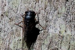 Birrima castanea