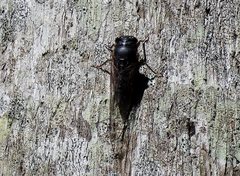 Birrima castanea