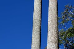 Birrima castanea