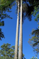 Birrima castanea