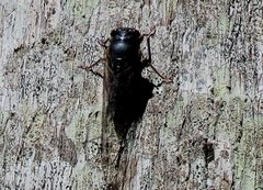 Birrima castanea