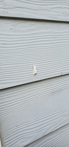 White Satin Moth photo 4