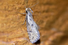 Acrolophus mortipennella