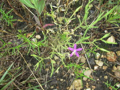 Centaurium pulchellum
