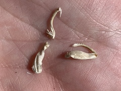 Macrobaenetes kelsoensis