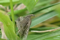 Tetanolita palligera
