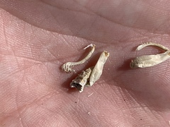 Macrobaenetes kelsoensis