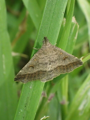Tetanolita palligera