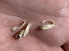 Macrobaenetes kelsoensis