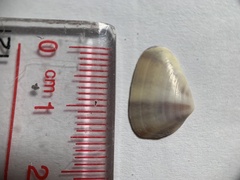 Latona bicolor