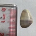 Latona bicolor