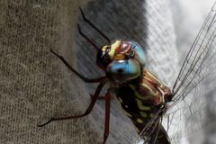 Austroaeschna sigma