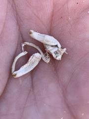 Macrobaenetes kelsoensis