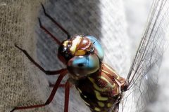 Austroaeschna sigma