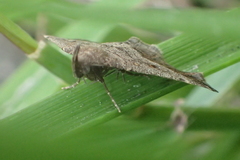 Tetanolita palligera