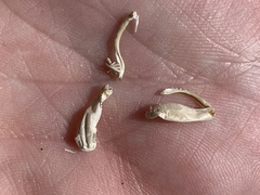 Macrobaenetes kelsoensis