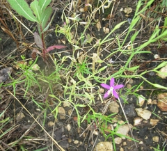 Centaurium pulchellum