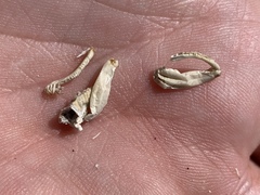 Macrobaenetes kelsoensis