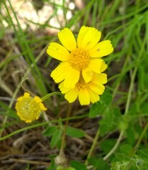 Tetraneuris linearifolia