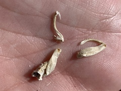 Macrobaenetes kelsoensis